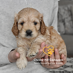 Cockapoo Puppies NH Chesley Hill Cockapoos