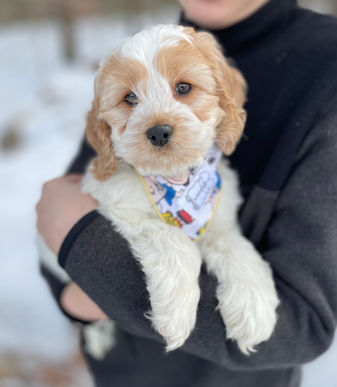 Cockapoo puppies lovingly raised by Chesley Hill Cockapoos, family Cockapoo breeder in NH with Cockapoo puppies for sale to families in NH, MA, Boston, NYC, NY, Hartford, CT, Newark, NJ, ME, VT, MD, Washington DC, all of New England and the East Coast.