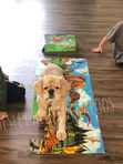 Two boys building a dinosaur puzzle while their Cocker Spaniel dog helps by walking on it. They are part of Chesley Hill Cockapoos, NH family breeder providing happy and healthy Cockapoo puppies to loving families in Portsmouth, NH, Boston, Cape Cod, MA, Providence, RI, Hartford, CT, Newark, NJ, Manhattan, NYC, NY, Philadelphia, Washington DC, MD, all of New England and the East Coast.