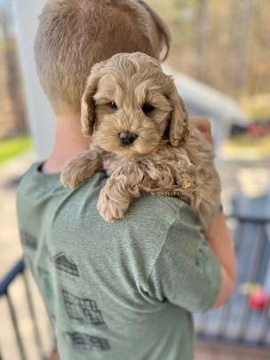F1b Cockapoo puppy raised by Chesley Hill Cockapoos, a Florida breeder serving families in FL, GA, and NY