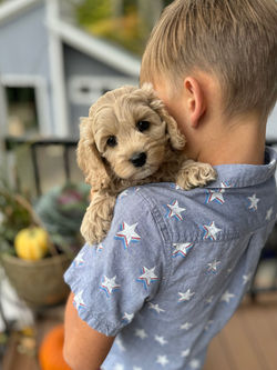Adorable apricot with white markings F1 male Cockapoo puppy lovingly held by a young boy during the puppies final photo shoot at Chesley Hill Cockapoos, Massachusetts premier Cockapoo breeder with Cockapoo puppies for sale to families in NH, ME, VT, CT, RI, NY, NYC, NJ, PA, MD, Washington DC, all of New England and the East Coast.