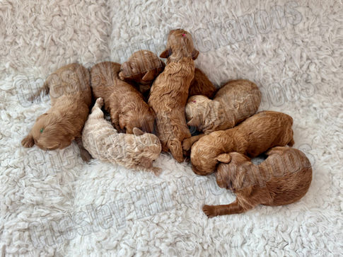 Cockapoo puppies raised in NH by Chesley Hill Cockapoos New England's premier Cockapoo breeder with Cockapoo puppies for sale to families in NH, ME, VT, CT, RI, NJ, NYC, MD, PA, all of New England and the East Coast.