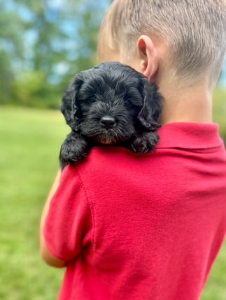 Handsome black with white markings F1 Cockapoo puppy lovingly held for his sunny summer 5 week puppy photo shoot at Chesley Hill Cockapoos NH Cockapoo breeder with Cockapoo puppies for sale to families in NH, MA, VT, CT, RI, ME, NJ, NY, PA, Washignton DC, MD, all of New England and the East Coast.