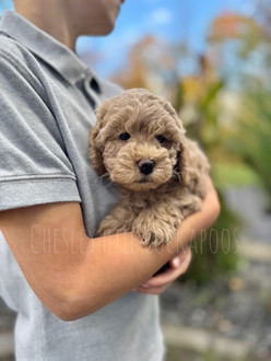 Chesley Hill Cockapoos New England Cockapoo breeder providing exceptional family pets to discerning clients throughout the US to include CA, UT, WA, OR, FL, MD, CT, VA, NC, NYC, Manhattan, NH, ME and VT