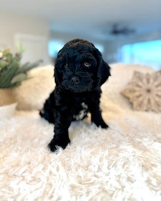 Adorable F1 Cockapoo puppy having a Christmas themed final photo shoot at Chesley Hill Cockapoos Philadephia's premier Cockapoo breeder with Cockapoo puppies for sale to families in CT, NY, NJ, PA, RI, ME, MA, VT, NH, MD, Washington DC, CA, FL, all of New England and the East Coast.
