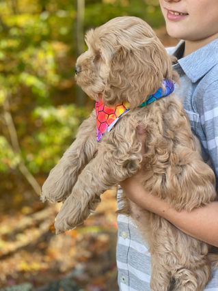 Adorable Cockapoo puppy in the arms of a young boy for the pups final photo shoot at Chesley Hill Cockapoos, New England breeder of Cockapoo puppies for families in Massachusetts, Boston, Cape Cod, New York, Manhattan, Brooklyn, New Jersey, Newark, Connecticut, Hartford, Bridgeport, New Hampshire, Portsmouth, Vermont, Maine, Philadelphia, Washington DC, Maryland, all of New England and the East Coast.