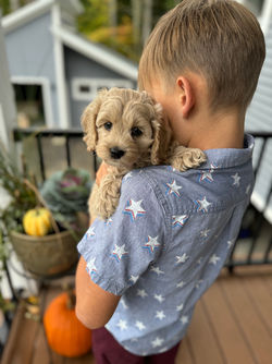 Adorable apricot with white markings F1 male Cockapoo puppy lovingly held by a young boy during the puppies final photo shoot at Chesley Hill Cockapoos, Massachusetts premier Cockapoo breeder with Cockapoo puppies for sale to families in NH, ME, VT, CT, RI, NY, NYC, NJ, PA, MD, Washington DC, all of New England and the East Coast.