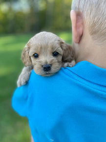 Handsome male F1 Cockapoo puppy lovingly held by a little boy outdoors in NH on a lovely fall day. The pup is being raised by Chesley Hill Cokapoos, New England's premier Cockapoo breeder raising Cockapoo puppies for families in Connecticut, Rhode Island, New York, Maine, New Hampshire, Vermont, Maine, New Jersey, Washington DC, Maryland, all of New England and the East Coast.
