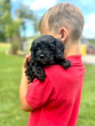 Handsome black with white markings F1 Cockapoo puppy lovingly held for his sunny summer 5 week puppy photo shoot at Chesley Hill Cockapoos NH Cockapoo breeder with Cockapoo puppies for sale to families in NH, MA, VT, CT, RI, ME, NJ, NY, PA, Washignton DC, MD, all of New England and the East Coast.