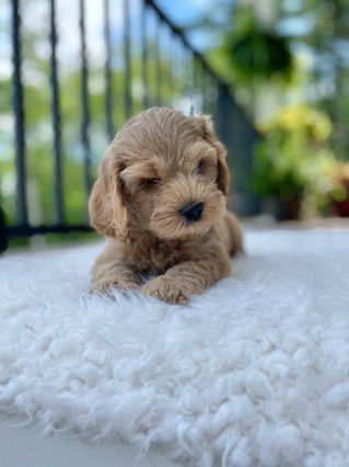 Handsome apricot male Cockapoo puppy posing outside on a sunny summer day on a white faux fur rug for his final photo shoot at Chesley Hill Cockapoos a Cockapoo breeder in New England and just north of Boston.  
Chesley Hill Cockapoos Cockapoo Breeders Massachusetts.