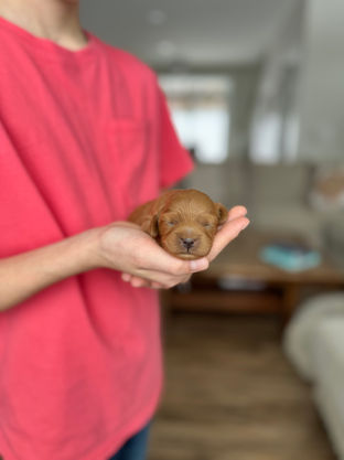 Beautiful dark apricot female Cockapoo puppy lovingly held in a young boys hands for the pups newborn photo shoot at Chesley Hill Cockapoos, NH Cockapoo breeder with Cockapoo puppies for sale to loving families in Boston, Cape Cod, Massachusetts, Newport, Rhode Island, Hartford, Connecticut, NYC, Manhattan, Brooklyn, New York, Newark, NJ, Portsmouth, NH, ME, VT, Washington DC, MD, all of New England and the East Coast.