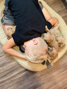 Cockapoo puppies for sale to loving families in Boston, Cape Cod, Massachusetts, Newport, Rhode Island, New York, New York City, Manhattan, Brooklyn, Washington DC, Marlyand, Maine, New Hampshire, Connecticut, Hartford, all of New England and the East Coast.