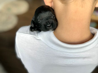 2 week old F1 Cockapoo puppy lovingly raised by Chesley Hill Cockapoos New Hampshire's premier Cockapoo breeder with Cockapoo puppies for sale to families in MA, ME, VT, NH, NY, CT, NYC, RI, PA, Washington DC, MD, all of New England and the East Coast.