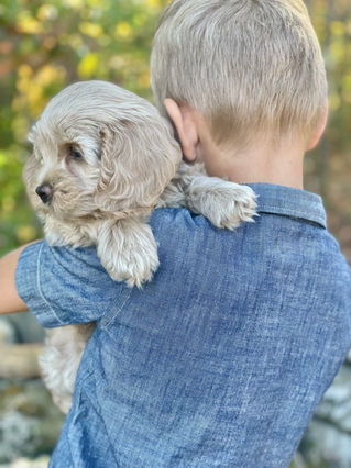 Adorable Cockapoo puppy in the arms of a young boy for the pups final photo shoot at Chesley Hill Cockapoos, New England breeder of Cockapoo puppies for families in Massachusetts, Boston, Cape Cod, New York, Manhattan, Brooklyn, New Jersey, Newark, Connecticut, Hartford, Bridgeport, New Hampshire, Portsmouth, Vermont, Maine, Philadelphia, Washington DC, Maryland, all of New England and the East Coast.