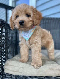 Beautiful petite light apricot with white markings 8 week old female Cockapoo puppy posed outside on a sunny summer day on a black wicker chair and earth tone cushion while wearing a gelato themed doggie bandana.  She has been lovingly raised by the Chesley Hill Cockapoos family, a Cockapoo breeder just north of Boston, providing happy and healthy Cockapoo puppies to families in NYC, NY, Boston, MA, RI, CT, Hartford, ME, VT, NH, MD, Washington DC, FL, all of New England and the East Coast.