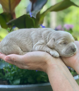 Chesley Hill Cockapoos is a family breeder of Cockapoo puppies in NH Cockapoo puppies for sale to loving families in NH, Boston, MA, Newark, NJ, New York City, NY, Hartford, CT, Newport, RI, Washington DC, MD, VA, NC, SC, Buckhead GA, Palm Springs FL, Miami-dade county FL, all of New England and East Coast to West Coast