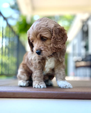 Adorable apricot Cockapoo puppy posed outside for his 5 week photo shoot on a sunny summer day in New England with a backdrop of bright green foliage.  He is being raised by Chesley Hill Cockapoos a family breeder of Cockapoo puppies located in New Hampshire, just north of Boston.  