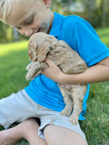 Handsome male F1 Cockapoo puppy lovingly held by a little boy outdoors in NH on a lovely fall day. The pup is being raised by Chesley Hill Cokapoos, New England's premier Cockapoo breeder raising Cockapoo puppies for families in Connecticut, Rhode Island, New York, Maine, New Hampshire, Vermont, Maine, New Jersey, Washington DC, Maryland, all of New England and the East Coast.