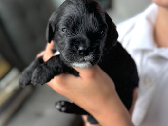 2 week old F1 Cockapoo puppy lovingly raised by Chesley Hill Cockapoos Rhode Island's premier Cockapoo breeder with Cockapoo puppies for sale to families in MA, ME, VT, NH, NY, CT, NYC, RI, PA, Washington DC, MD, all of New England and the East Coast.