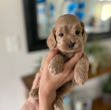 Adorable light apricot female cockapoo puppy posed and lovigly held for her 4 week photo shoot at Chesley Hill Cockapoos, New Hampshire's premier Cockapoo breeder with puppies for sale to families in CT, MA, RI, MD, ME, NH, VT, NY, NYC, Philadelphia, Washington DC, all of New England and the East Coast.