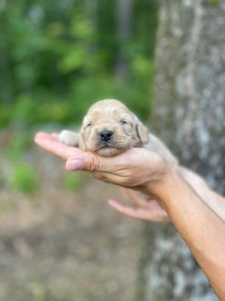 Buff female Cockapoo puppy lovingly posed for her two week photo shoot outside before moss covered tree and granite stone wall.  She and her littermates are being raised by Chesley Hill Cockapoos New England Cockapoo breeder, just north of Boston Massachusetts.