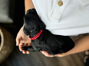 2 week old F1 Cockapoo puppy lovingly raised by Chesley Hill Cockapoos New York City's premier Cockapoo breeder with Cockapoo puppies for sale to families in MA, ME, VT, NH, NY, CT, NYC, RI, PA, Washington DC, MD, all of New England and the East Coast.