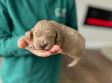 Handsome light apricot male Cockapoo puppy lovingly held in a young boys hands for the pups newborn photo shoot at Chesley Hill Cockapoos, NH Cockapoo breeder with Cockapoo puppies for sale to loving families in Boston, Cape Cod, Massachusetts, Newport, Rhode Island, Hartford, Connecticut, NYC, Manhattan, Brooklyn, New York, Newark, NJ, Portsmouth, NH, ME, VT, Washington DC, MD, all of New England and the East Coast.