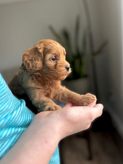 Beautiful female F1b Cockapo puppy for sale by Chesley Hill Cockapoos, New Hampshire's premier Cockapoo breeder with puppies for adoption to loving families in Connecticut, New York, Massachusetts, Rhode Island, New Hampshire, Philadelphia, Washington DC, all of New England and the East Coast.