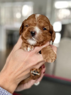 3 week old apricot with white markings male cockapoo puppy being held by a young boy wearing a blue fleece for the pups photo shoot at Chesley Hill Cockapoos, a boutique family breeder located in NH providing happy and healthy Cockapoo puppies to loving families in Boston Massachusetts, all of New England and the East Coast.