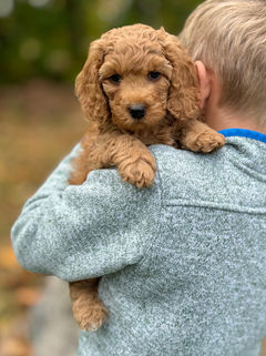 Adorable apricot F1b Cockapoo puppy lovingly held by a young boy on a lovely New England Fall Day for the pups' final photo shoot at Chesley Hill Cockapoos NH Cockapoo breeder with puppies for sale to families in MA, NYC, CT, RI, NH, NJ, VT, ME, MD, Washington DC, all of New England and the East Coast.