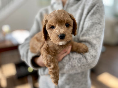 Adorable apricot with white markings male pup posing on a cream faux fur blanket during his last photo shoot at Chesley Hill Cockapoos, a family breeder of Cockapoo puppies located in NH and providing Cockapoo puppies to loving families in Boston, Massachusetts, all of New England and the East Coast.
