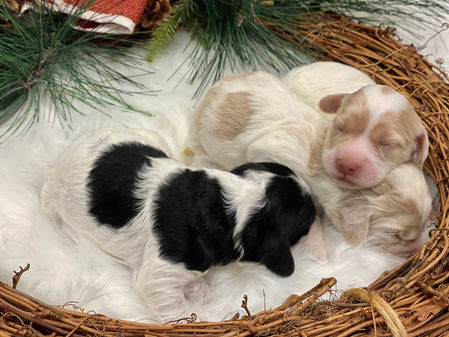 Beautiful group picture of 3 Cockapoo puppy sisters, one week of age, snuggled together on a warm cream faux fur rug, inside of a Christmas wreath. 2 of the Cockapoo puppies are Apricot and buff and one is black and white. They are being raised as part of the Chesley Hill Cockapoos family, located in beautiful NH, providing happy and healthy Cockapoo puppies to loving families in Boston, NYC, all of New England and the East Coast.