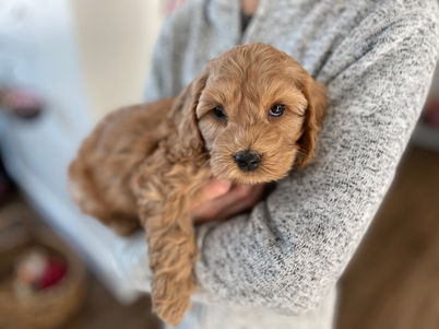 Beautiful apricot famale cockapoo puppy with dark brown eyes and black teddy bear nose, posing oh so cute for her last photo shoot at Chesley Hill Cockapoos a family breeder of Cockapoo puppies located north of Boston, and providing happy and healthy cockapoo puppies to families in New England and the East Coast.