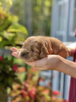 Male Cockapoo puppy lovingly held for his 2 week photo shoot at Chesley Hill Cockapoos, New England Cockapoo breeder providing happy and healthy Cockapoo puppies to families in Boston, Massachusetts, NYC, CT, RI, NH, VT, MD, all of New England and the East Coast.