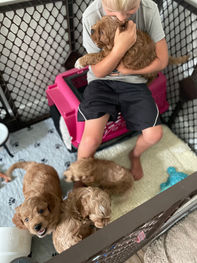 Apricot female Cockapoo puppy being snuggled by a little blonde boy while her littermates play at the boys' feet.  She is being raised by Chesley Hill Cockapoos a family breeder of Cockapoo puppies in New England just north of Boston, MA.