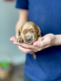 Apricot female cockapoo puppy lovingly held in the hands of a boy for her first photo shoot at Chesley Hill Cockapoos NH Cockapoo puppy breeder lovingly raising Cockapoo puppies for families in NH, Boston, Cape Cod, MA, VT, RI, Hartford, CT, Manhattan, NYC, NY, Washington DC, MD, all of New England and the East Coast.