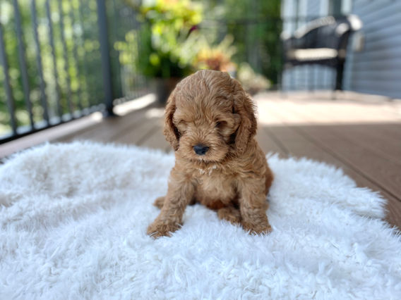 Handsome apricot male Cockapoo puppy posing outside on a sunny summer day on a white faux fur rug for his final photo shoot at Chesley Hill Cockapoos a Cockapoo breeder in New England and just north of Boston.  
Chesley Hill Cockapoos Cockapoo Breeder Boston, Cockapoo Breeder New England.