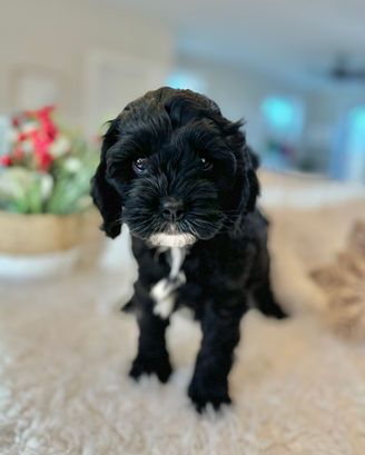 Adorable F1 Cockapoo puppy having a Christmas themed final photo shoot at Chesley Hill Cockapoos Boston's premier Cockapoo breeder with Cockapoo puppies for sale to families in CT, NY, NJ, PA, RI, ME, MA, VT, NH, MD, Washington DC, CA, FL, all of New England and the East Coast.