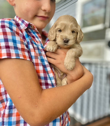 F1b Cockapoo puppies for sale Connecticut by Chesley Hill Cockapoos New Hampshire Cockapoo breeder.