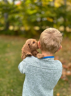 Adorable red F1b Cockapoo puppy lovingly held by a young boy on a lovely New England Fall Day for the pups final photo shoot at Chesley Hill Cockapoos NH Cockapoo breeder with puppies for sale to families in MA, NYC, CT, RI, NH, NJ, VT, ME, MD, Washington DC, all of New England and the East Coast.