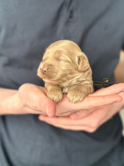 Cockapoo puppy lovingly raised by Chesley Hill Cockapoos Cockapoo breeder Florida with Cockapoo puppies for sale to families in FL, NY, GA, NC, SC, CA, TX, CT, NH, MA, MD, VA, ME, VT, OR, WA, UT all of New England and East Coast to West Coast