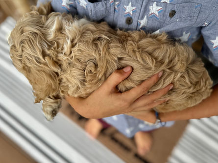 Adorable apricot with white markings F1 male Cockapoo puppy lovingly held by a young boy during the puppies final photo shoot at Chesley Hill Cockapoos, Massachusetts premier Cockapoo breeder with Cockapoo puppies for sale to families in NH, ME, VT, CT, RI, NY, NYC, NJ, PA, MD, Washington DC, all of New England and the East Coast.