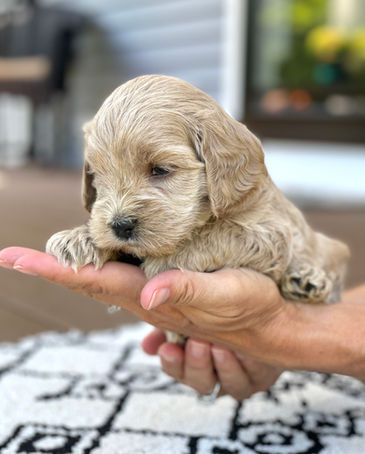 Handsome 4 week old apricot male Cockapoo puppy posed outside on a beautiful sunny day with summer greens as the backdrop.  He is being lovingly raised by Chesley Hill Cockapoos a family breeder of Cockapoo puppies in NH, just north of Boston.  We provide happy and healthy Cockapoo puppies to loving families in Boston, MA, NH, ME, VT, CT, RI, MD, all of New England and the East Coast.