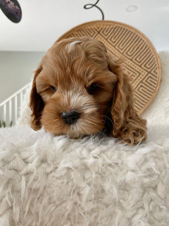 Handsome 8 week old apricot with white markings male Cockapoo puppy posing for the camera during his last photo shoot at Chesley Hill Cockapoos, a family breeder of Cockapoo puppies just north of Massachusetts, providing happy and healthy Cockapoo puppies to loving families all throughout New England and the East Coast.