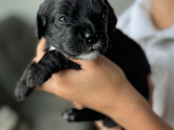 2 week old F1 Cockapoo puppy lovingly raised by Chesley Hill Cockapoos Rhode Island's premier Cockapoo breeder with Cockapoo puppies for sale to families in MA, ME, VT, NH, NY, CT, NYC, RI, PA, Washington DC, MD, all of New England and the East Coast.