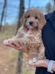 Light apricot cockapoo 2025