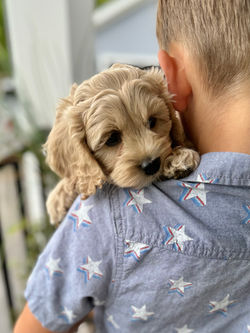 Adorable apricot with white markings F1 male Cockapoo puppy lovingly held by a young boy during the puppies final photo shoot at Chesley Hill Cockapoos, Massachusetts premier Cockapoo breeder with Cockapoo puppies for sale to families in NH, ME, VT, CT, RI, NY, NYC, NJ, PA, MD, Washington DC, all of New England and the East Coast.