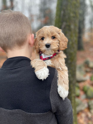 Handsome 8 week old cream with white markings male Cockapoo puppy lovingly held by a young boy during the pups outdoor photo shoot with backdrop of beautiful trees and fallen leaves.  He is being raised by Chesley Hill Cockapoos, New England Cockapoo breeder raising happy and healthy Cockapoo puppies for loving families in NH, MA, RI, CT, NJ, ME, VT, NY, Boston, New York City, Washington DC, all of New England and the East Coast.
