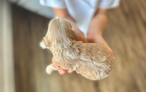 Buff female Cockapoo puppy lovingly held in a boys hands for the pups first photo shoot at Chesley Hill Cockapoos, New England's premier Cockapoo breeder.   Chesley Hill Cockapoos raises Cockapoo puppies for families in Boston, Massachusetts, Hartford, Connecticut, New York City, Manhattan, Brooklyn, New York, Newport, Rhode Island, Newark, New Jersey,  New Hampshire, Maine, Vermont, Maryland, Washington DC, all of New England and the East Coast.