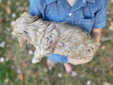 Adorable Cockapoo puppy in the arms of a young boy for the pups final photo shoot at Chesley Hill Cockapoos, New England breeder of Cockapoo puppies for families in Massachusetts, Boston, Cape Cod, New York, Manhattan, Brooklyn, New Jersey, Newark, Connecticut, Hartford, Bridgeport, New Hampshire, Portsmouth, Vermont, Maine, Philadelphia, Washington DC, Maryland, all of New England and the East Coast.